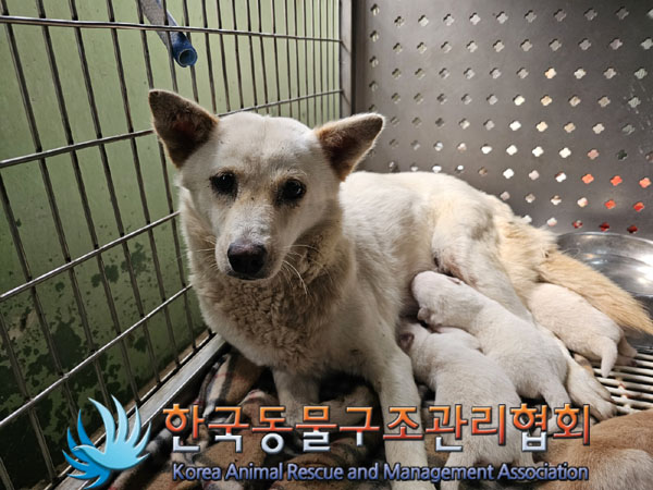 한국동물구조관리협회_441406202301129